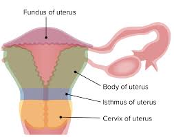 uterus cervix and fallopian s