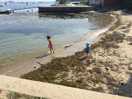 Seaweed Accumulation On Maines Coastal Beaches Maine Sea