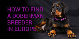 Doberman kennel, doberman puppies, european dobermans, european doberman puppies and adults, stud service, schutzhund. Importing A Dog How To Find A Breeder In Europe Doberman Blog