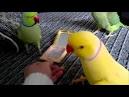 pictures of 2 parrots kissing videos