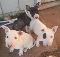 For sale, american pit bull pitbull pics california dog breeder red nose red nose bull bull. Gorgeous English Bull Terrier Puppies For Sale In Sacramento California Classified Americanlisted Com