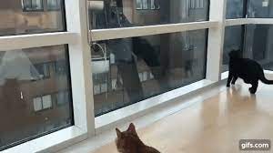 愛猫ギネスと窓拭きおじさん②⑨ Animated Gif