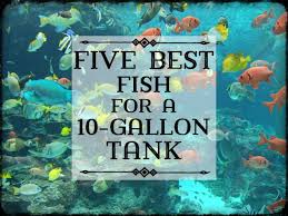 10 Best Fish For A 10 Gallon Tank Setup Pethelpful By Fellow Animal Lovers And Experts
