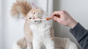 diy homemade cat toothpaste healthy