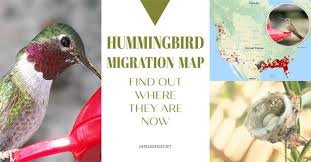 2019 Hummingbird Migration Map Find Out When To Expect