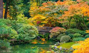 Portland Japanese Garden Fall Color