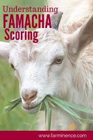 Famacha Scoring A Skill Sheep And Goat Producers Must Have
