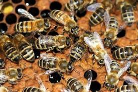 Znalezione obrazy dla zapytania gatunki pszczół