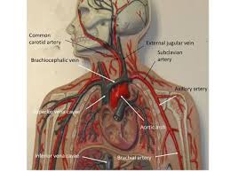 Veins consist of a thin, elastic muscular. Common Carotid Artery External Jugular Vein Subclavian Artery Ppt Download