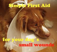 dog wounded and no vet simple first