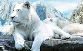 white lion wallpapers 63 pictures