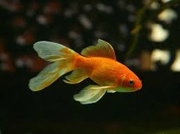 Long Koi Fish And Goldfish Can Live