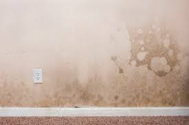 How To Get Rid Of Mold On Drywall