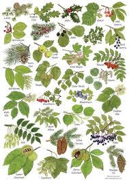 Your picture, the fruit is much later then. British Tree Leaves A4 Identification Chart Wildlife Card Nature Poster Art Print Ideal For Framing Tree Leaf Identification Leaf Identification Tree Id