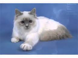 Birman Seal Point Cat Pictures