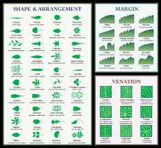 Biodiverseed Rhamphotheca Leaf Characteristics A Diagram