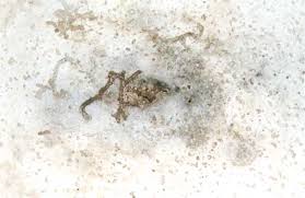 pictures of subterranean termite damages