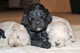 The cockapoo is an intelligent pup with lots of energy. Cockapoo Current Planned Litters Mill Creek Family Farms