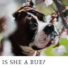 uncommon flower names for dogs