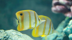 Coral reef fish have the most to lose from climate change | Oceana