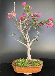 bougainvillea pink indian bonsai