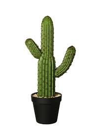 A cactus (plural cacti, cactuses, or less commonly, cactus) is a member of the plant family cactaceae, a family comprising about 127 genera with some 1750 known species of the order caryophyllales. Kaktus Sagura Im Topf Home By Asa Osterreich Die Asa Selection Wohnwelten