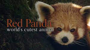 The red panda is one such species, and its adaptations are described in the following information. Red Panda World S Cutest Animal