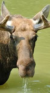 moose facts facts encyclopedia