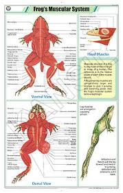 Frogs Muscular System For Zoology Chart