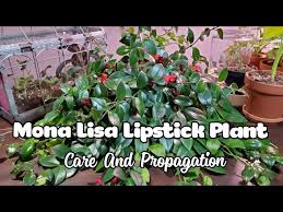 how to propagate lipstick plant