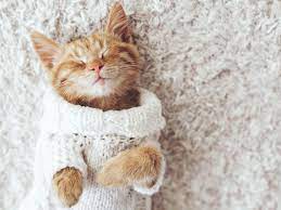 cat friendly carpets soft safe haven
