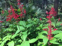 Favorite Hummingbird Plants Native