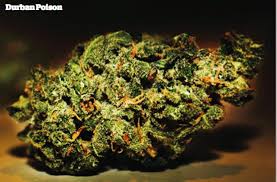 25 Greatest Strains Of All Time High Times