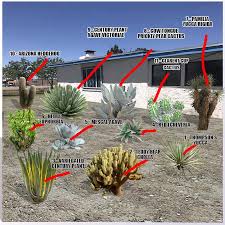 Desert Plants Names And Pictures