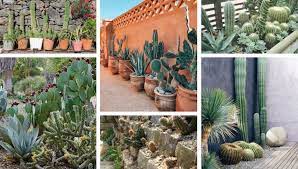 Cactus Gardens 47 Amazing Ideas On