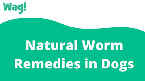 natural worm remes in dogs