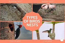 diffe types of birds nest