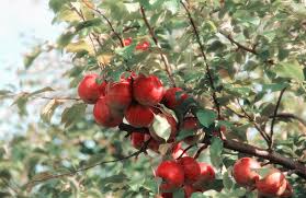apple tree diseases and how to treat them