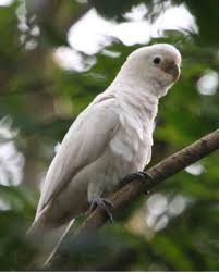 And goffin cockatoos have now shown an impressive ability to learn from one another how to use cockatoos also have no ecological reason to hold and use such straight, thin objects, as they do not. Tanimbar Corella Wikipedia