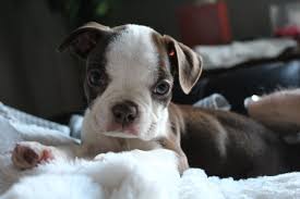 ultimate boston terrier puppy ping