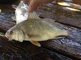 cooking and eating freshwater drum