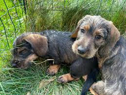 kennel moniker wirehaired dachshunds