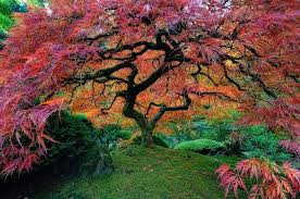 Ces arbres sont parmi les plus magnifiques du monde - ipnoze