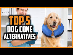top 5 best dog cone alternatives of