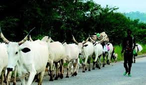 Image result for cows in nigeria