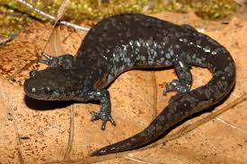 Unisexual Salamanders Ambystoma Sp Indiana Herp Atlas
