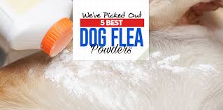the best dog flea powder brands in 2020