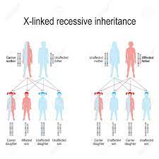 A recessive trait is expressed only in homozygous state in diploids as its effect is masked by presence of dominant allele in the heterozygous condition. X Linked Recessive Inheritance Means That The Gene Causing The Royalty Free Cliparts Vectors And Stock Illustration Image 106725594