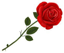 Red Rose Transparent PNG Clipart? | Gallery Yopriceville - High-Quality  Free Images and Transparent PNG Clipart