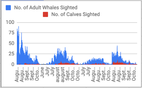 Humpback Whales What The Data Reveals Digital